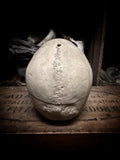 Medically prepared human skull