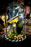 Taxidermy warbler