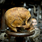 Human skull *COMPETITION*