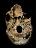 A human skull