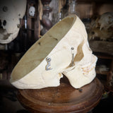 Medically prepared human skull