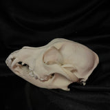 Item 16. Dog skull