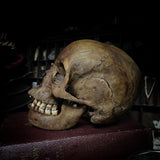 Human skull