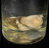 Item 17. Wet Fetal Guinea pig