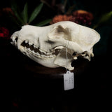 Dog Skull - A Female “Slovak Cuvac”