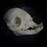 Deformed piglet Skull