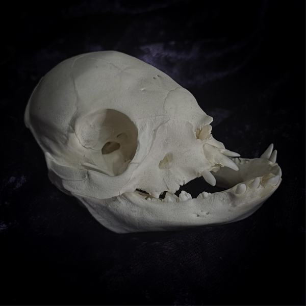 Deformed piglet Skull