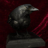 Taxidermy “Jackdaw”
