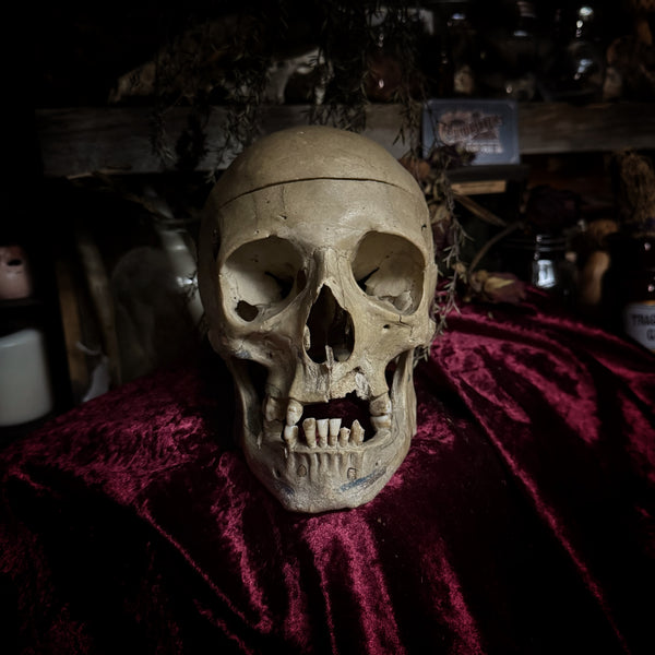 Adam Rouilly medical skull