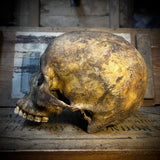 Human skull