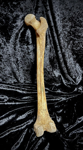 Human femur bone