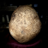 Human skull with mandible