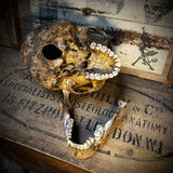 Human altar skull with mandible
