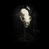 “Mink skull” in a glass dome