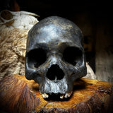 Human skull