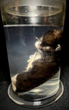 Item 7. Wet kitten