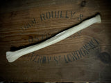 Human radius bone