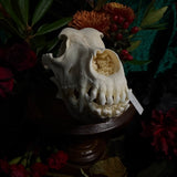 Dog Skull - A Female “Slovak Cuvac”