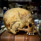 Human skull *COMPETITION*