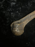 Human humerus bone