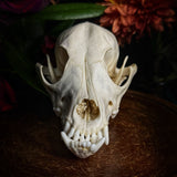 Dog Skull - “Mongrel” With Prominent Underbite
