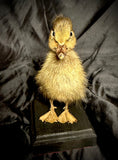 Item 11. Taxidermy duckling
