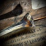 Human tibia (shinbone)