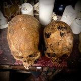 Large human skull