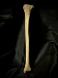 Human tibia (shinbone)