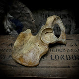 Human hip bone