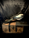 Item 12. Taxidermy magpie