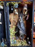Taxidermy fruit bat apothecary box