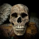 Human skull with mandible