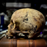 Human skull *COMPETITION*