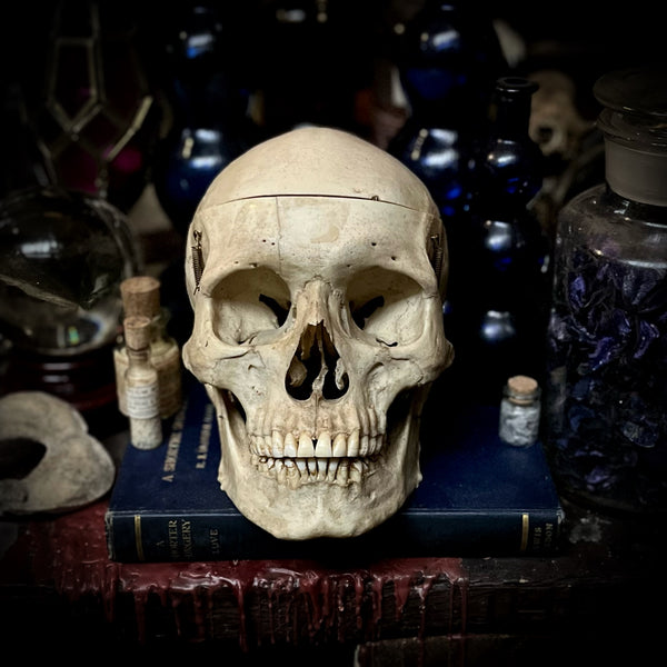 A human medical skull