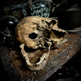 Human skull with mandible