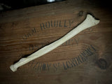 Human radius bone