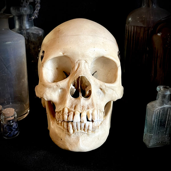 Medically prepared human skull