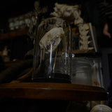 “Mink skull” in a glass dome