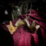 A mandible