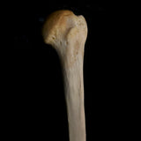 Human humerus bone