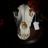 Dog Skull - A Male “Alaskan Malamute”