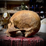 Large human skull