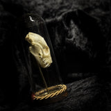 “Bat Skull” in a glass dome