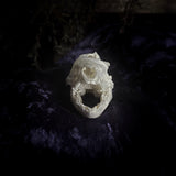 Deformed Piglet Skull