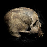 Human skull