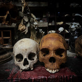 Human child skull