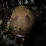 Human skull