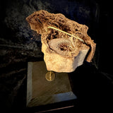 Item 2. Mummified human leg slice