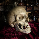 Adam Rouilly medical skull
